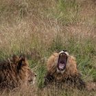 Löwen im Wuppertaler Zoo