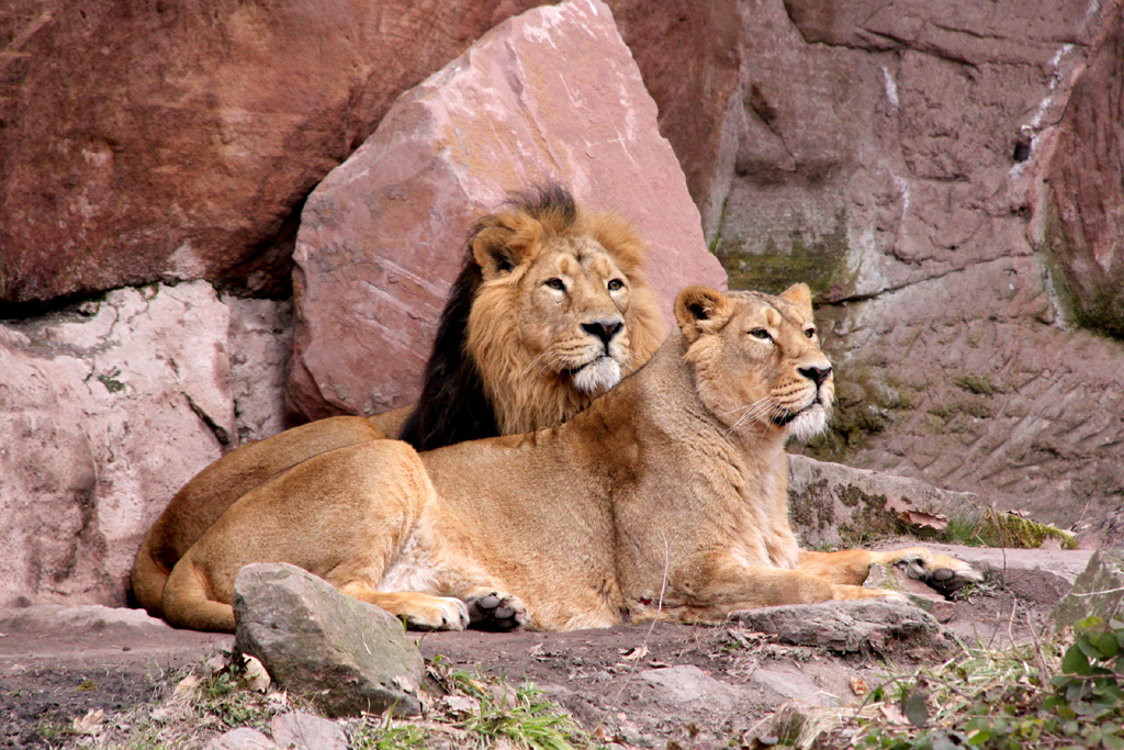 Löwen im Zoo