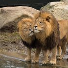 Löwen im Zoo