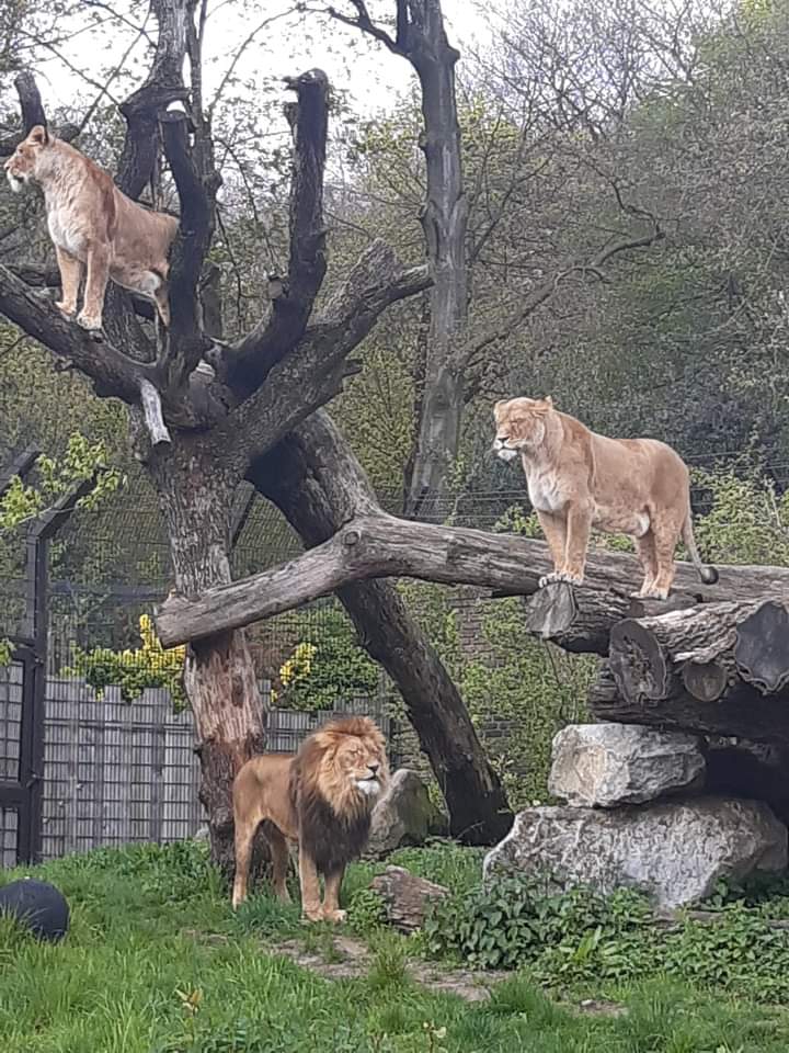 Löwen im Zoo