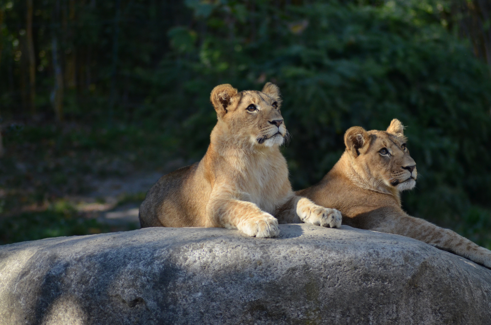 Löwen im Zoo Leipzig!