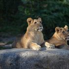 Löwen im Zoo Leipzig!