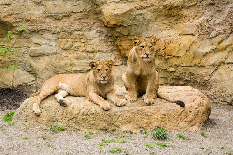 Löwen im Zoo, Wuppertal