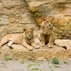 Löwen im Zoo, Wuppertal