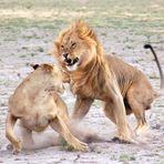Löwen in Action