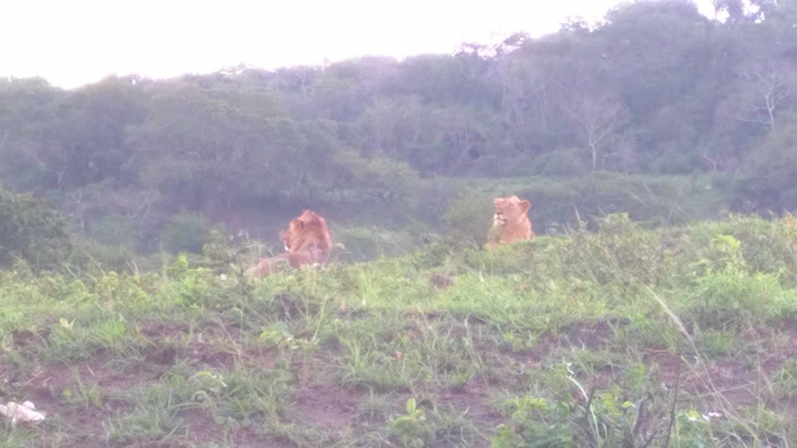 Löwen in Afrika