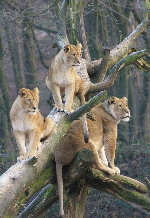Löwen in Baum
