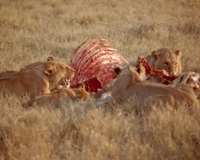 Löwen in Botswana