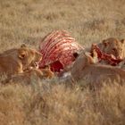 Löwen in Botswana