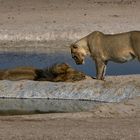 Löwen in der Etoscha
