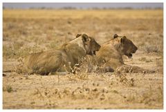 Löwen in der Etosha Pfanne