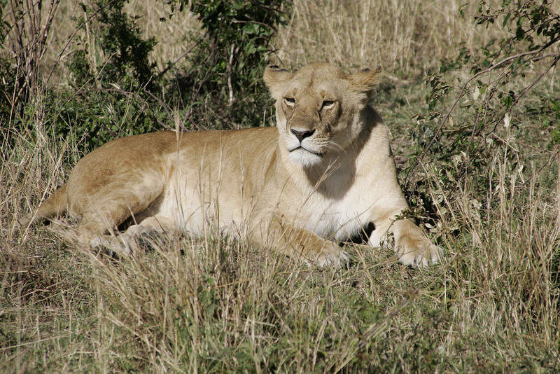 Löwen in der Masai Mara 1