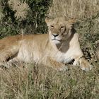 Löwen in der Masai Mara 1