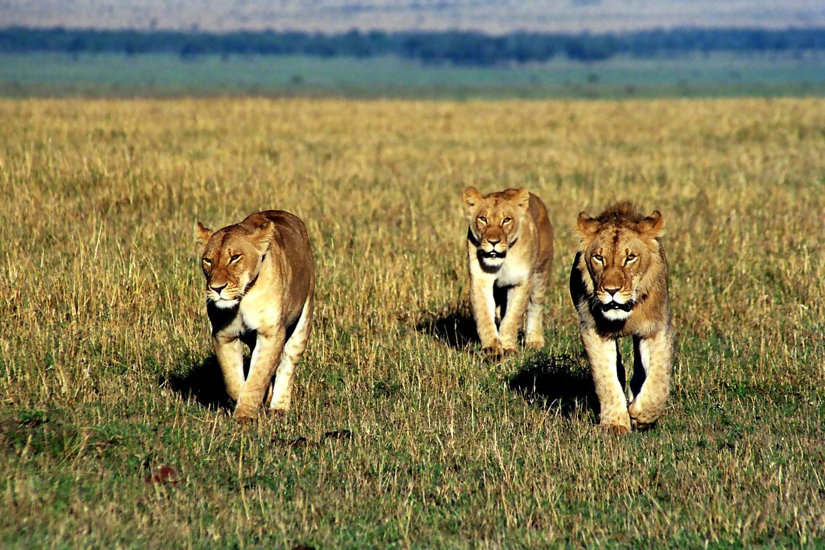 Löwen in der Masai Mara