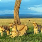 Löwen in der Massai Mara