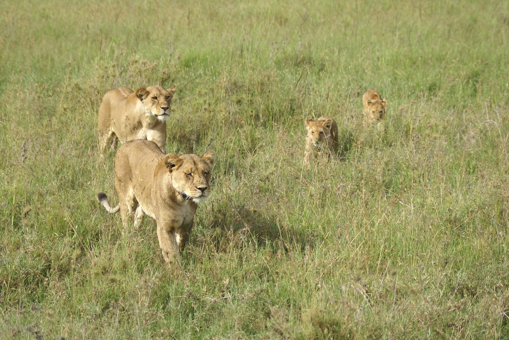 Löwen in der Serengeti