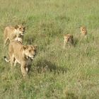 Löwen in der Serengeti