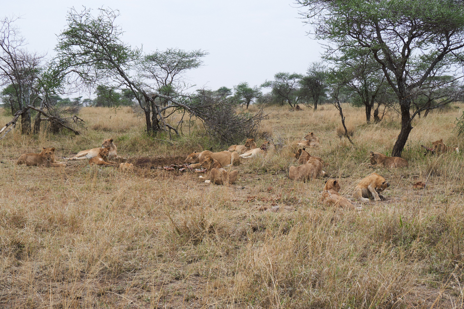 Löwen in der Serengeti