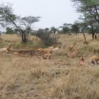 Löwen in der Serengeti