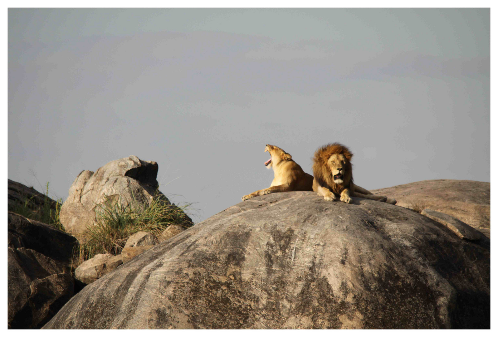 Löwen in der Serengeti 2010