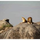 Löwen in der Serengeti 2010