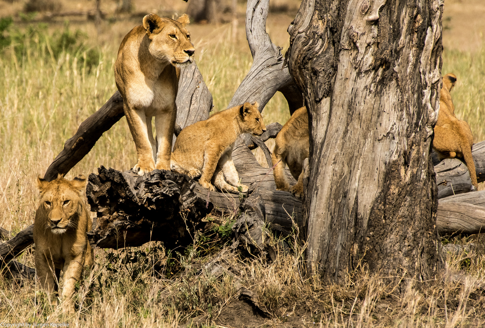 Löwen in der Serengeti