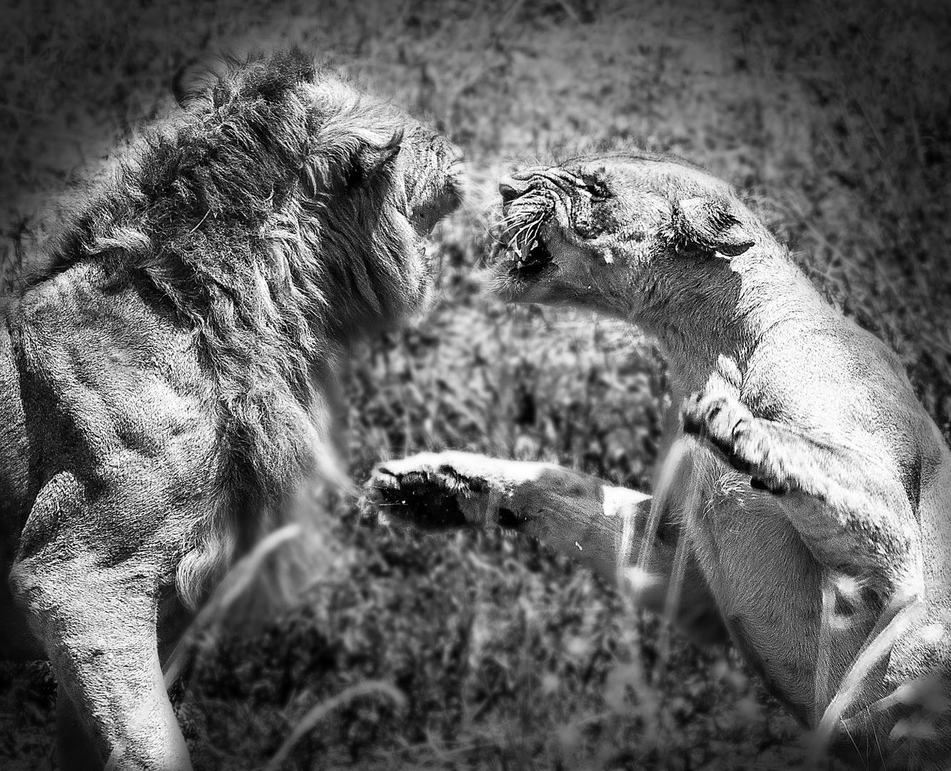 Löwen in der Serengeti