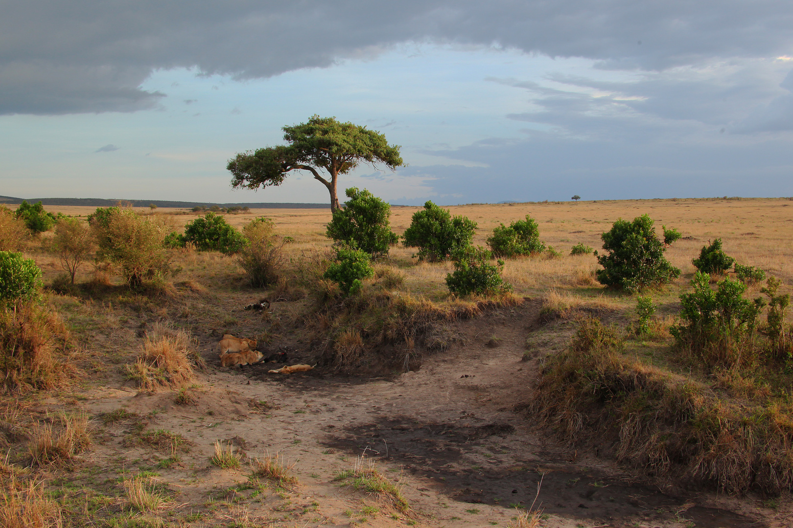 Loewen in der Serengeti