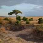 Loewen in der Serengeti