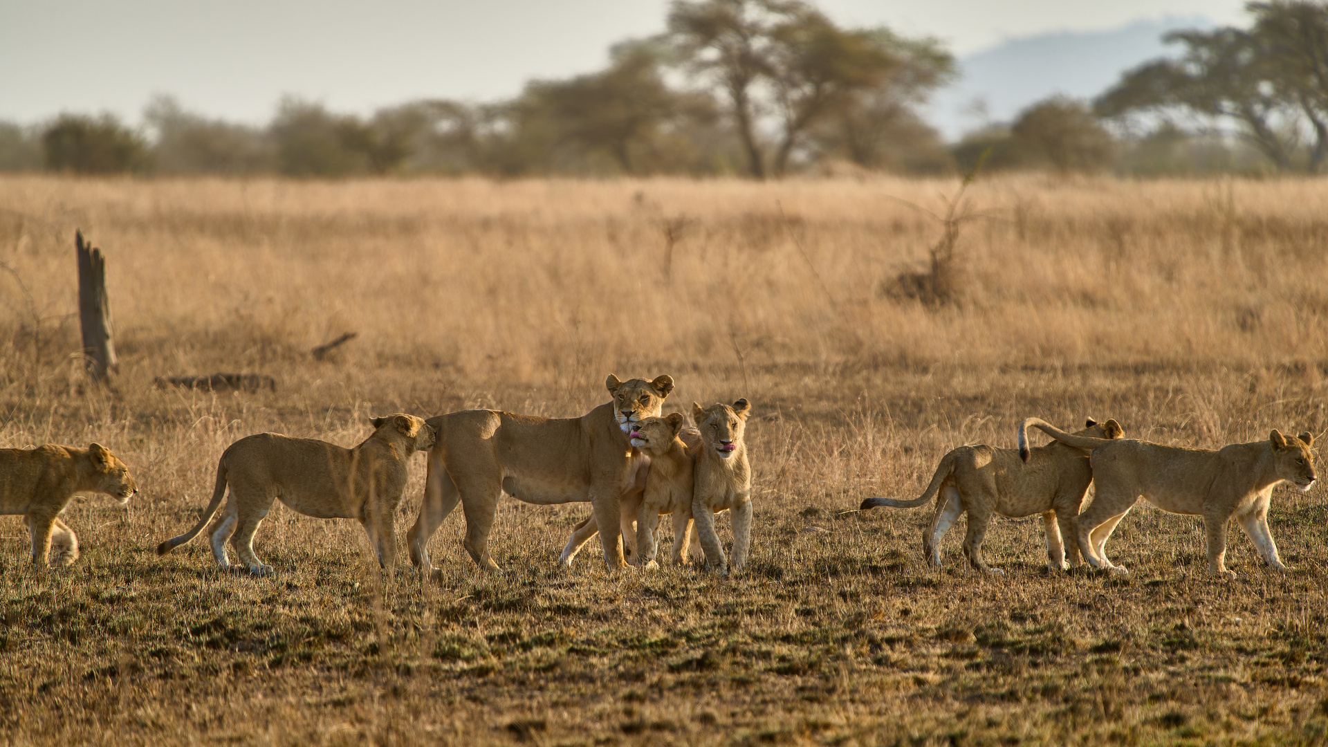 Löwen in der Serengeti