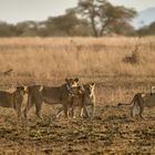 Löwen in der Serengeti