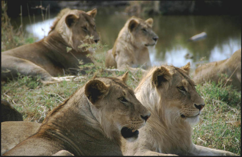 Loewen in der Serengeti