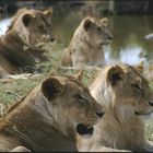Loewen in der Serengeti