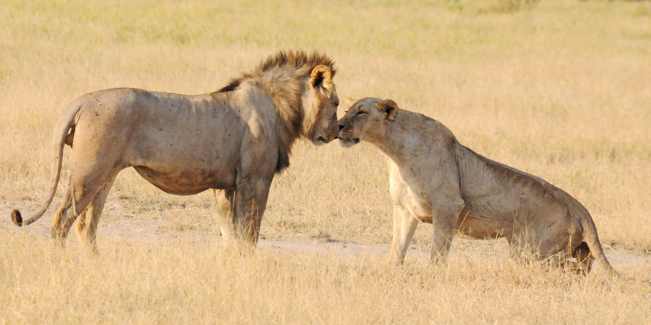 Löwen in der Serengeti - true love