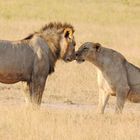 Löwen in der Serengeti - true love