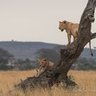 Löwen in der Zentralen Serengeti