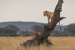 Löwen in der Zentralen Serengeti