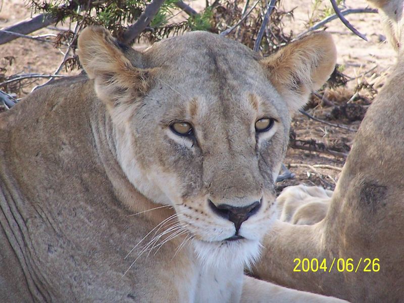 Löwen in Kenia