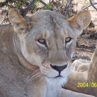 Löwen in Kenia