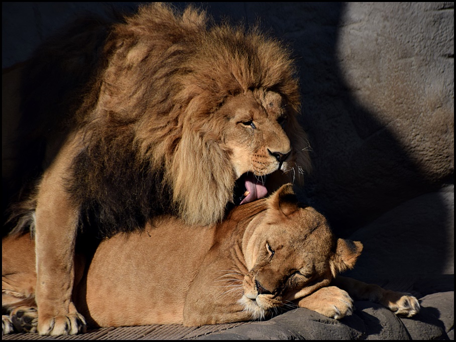 Löwen in Love !!!