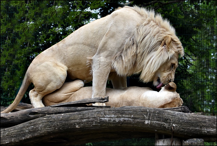 Löwen in Love !!!!