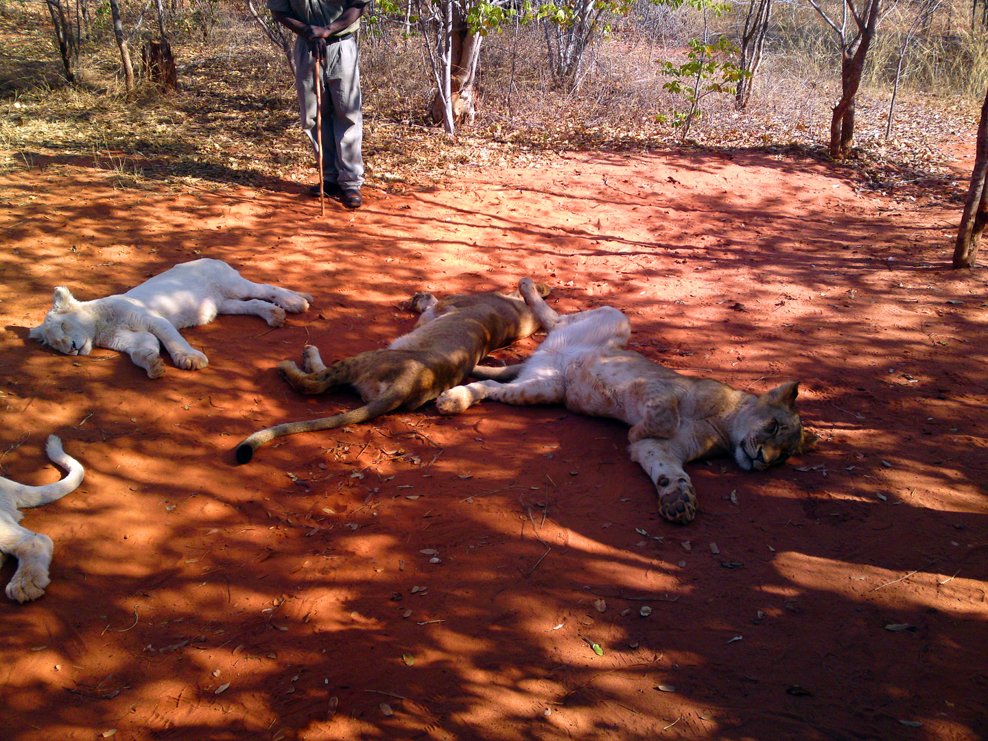 Löwen in Sambia, alle sehr müde.....