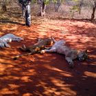 Löwen in Sambia, alle sehr müde.....