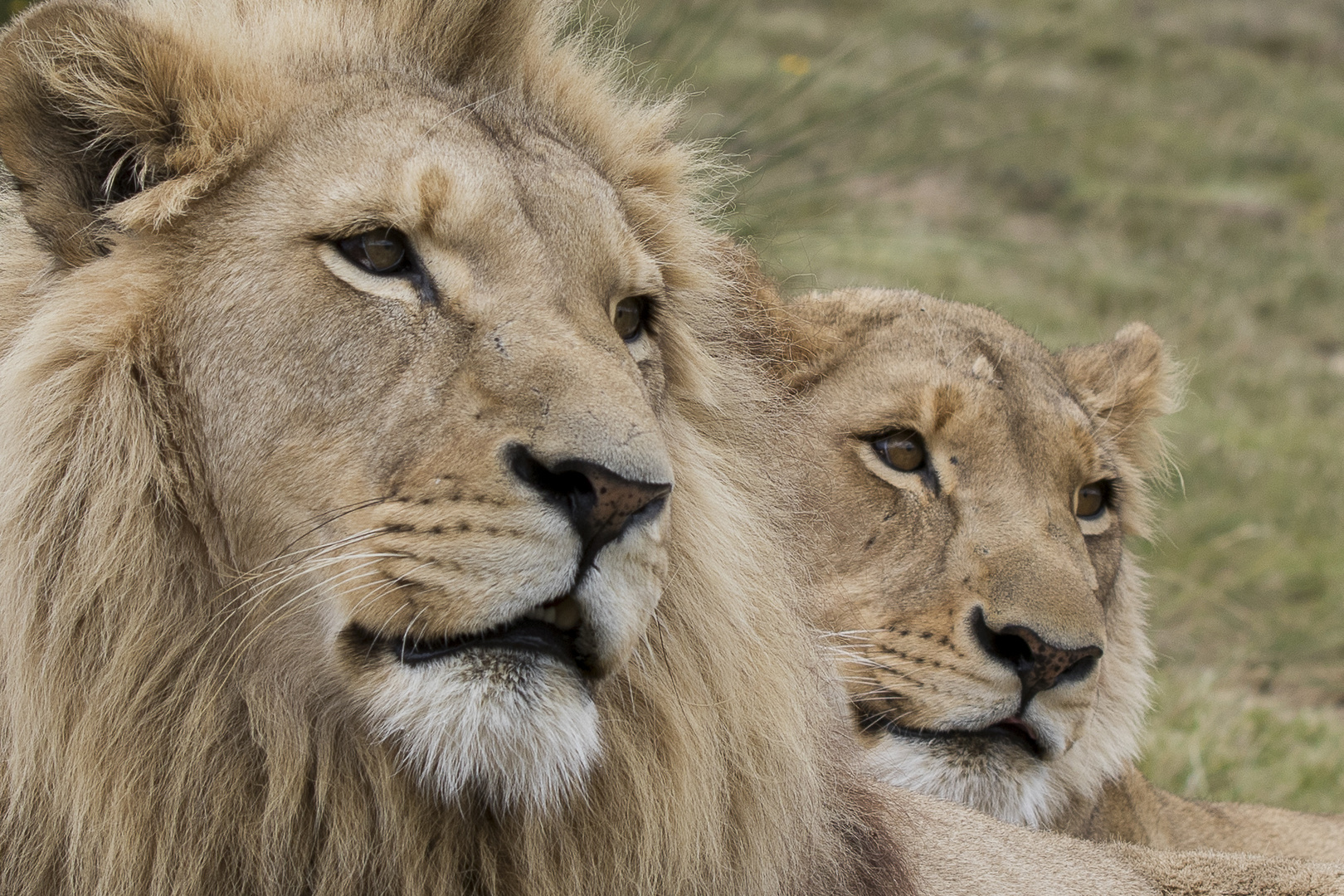 Löwen in Südafrika