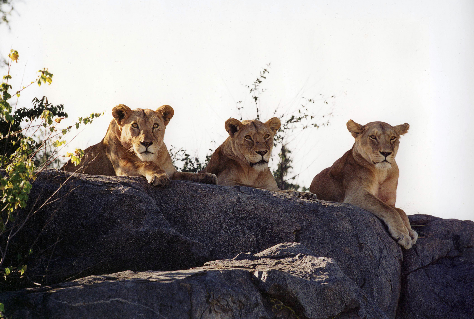 Löwen in Tansania