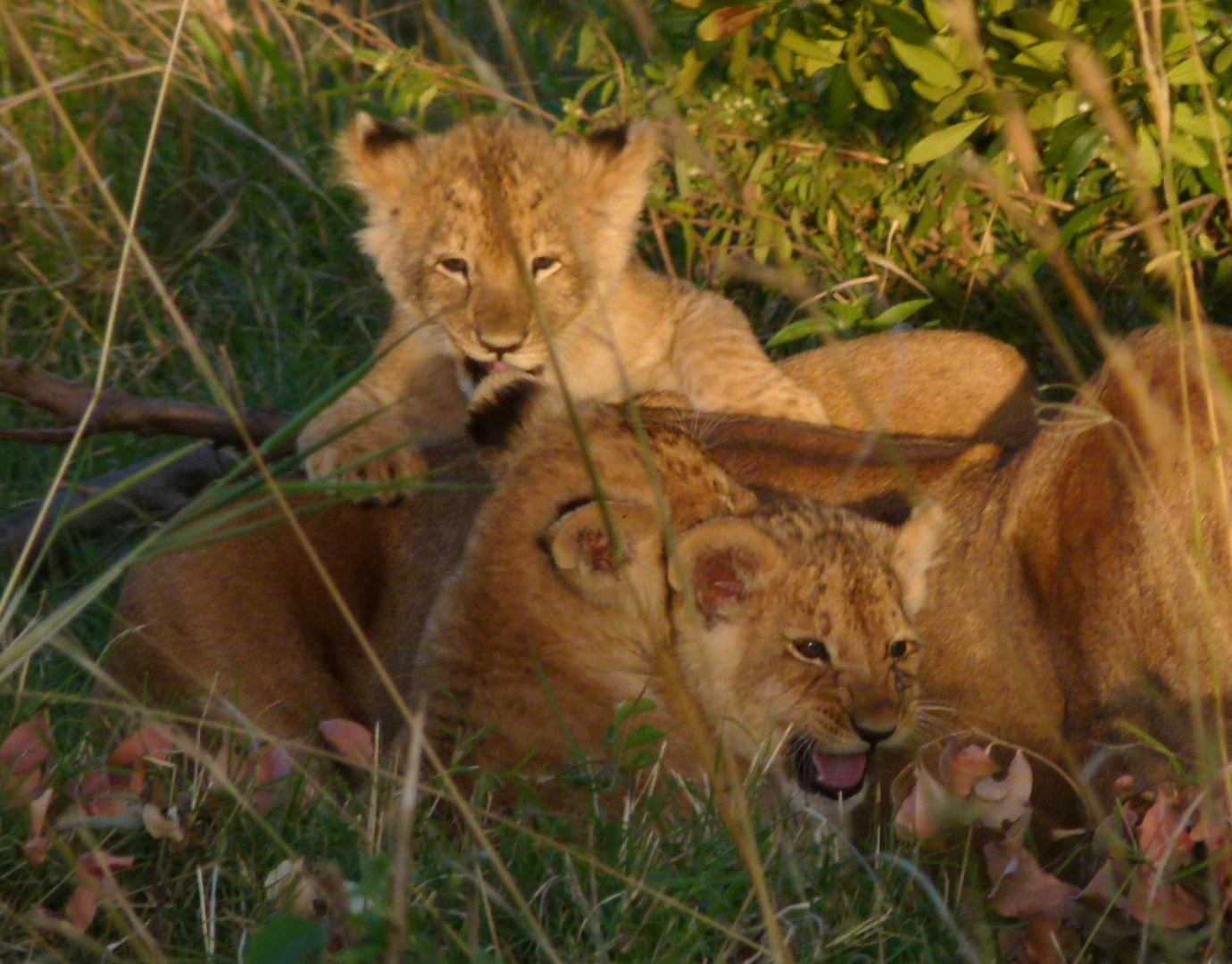 Löwen-junge in der Masai-Mara