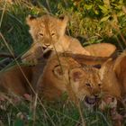 Löwen-junge in der Masai-Mara