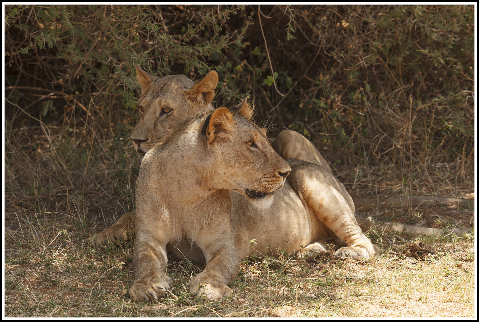 " Löwen (Kater) im Samburu Nationalpark "