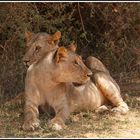 " Löwen (Kater) im Samburu Nationalpark "