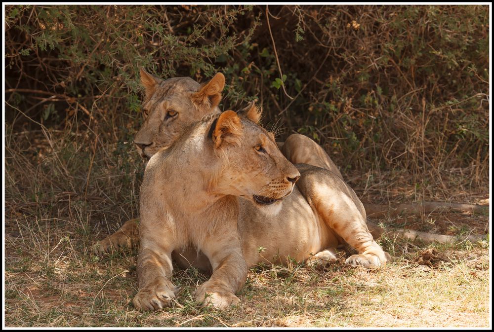 " Löwen (Kater) im Samburu Nationalpark "